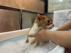 -PETKIT小佩宠物·低压洗护(国顺东路店)