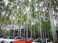 -桉树林A coffee 森林餐厅(三圣乡店)