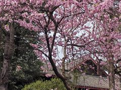 -青羊宫