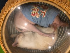 -李小姐の猫咖啡馆(五角场店)
