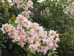 -武汉紫薇都市田园