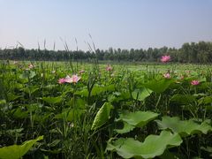 -东郊湿地公园