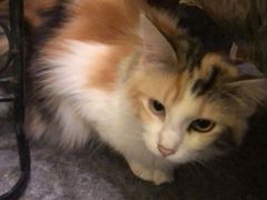 -猫色咖啡·猫咖
