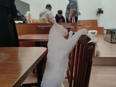 大堂-有猫主题·治愈系猫咖(曾厝垵店)