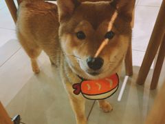 -柴务处·柴犬主题狗咖