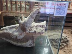 -中国第四纪冰川遗迹陈列馆