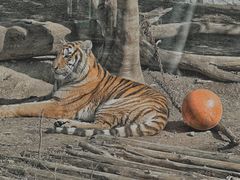 -常州淹城野生动物世界