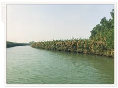 -大湾区中央湿地公园