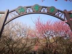 -香雪海