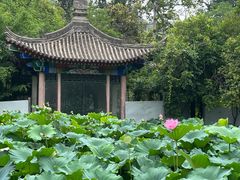 -莲湖公园
