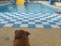 -爪吧宠物乐园 (温榆河示范区店)