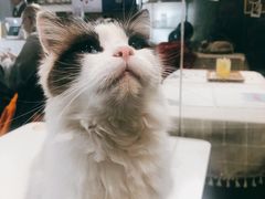 -吉丁鸟咖·异宠·寄养