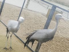 -盐城丹顶鹤湿地生态旅游区