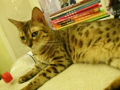android_upload_pic-猫色咖啡·猫咖