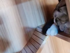 -白兔子密室(长寿路店)