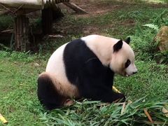 -深圳野生动物园