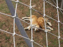 -西霞口神雕山野生动物世界