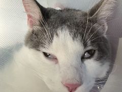 -伟伟宠物医院·CT影像中心·瑞派犬猫综合性门诊(汉口总院)