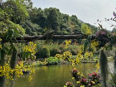 -深圳仙湖植物园