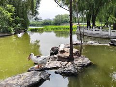 -莲花池公园