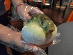 -肆月河豚·淮扬菜·湘菜(华天店)