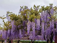 -嘉定紫藤园