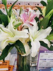 -静博士·养生养颜