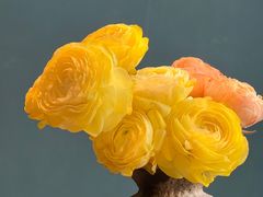 -Oyster Talks 四度蚝法餐厅