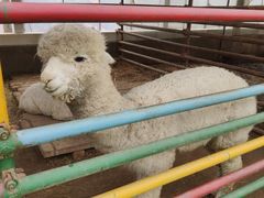 -南宫五洲植物乐园