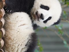 -成都大熊猫繁育研究基地