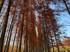 -黄海国家森林公园