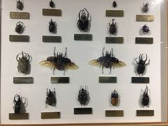 -上海昆虫博物馆