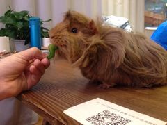 -藦茜花园宠物主题亲子互动体验馆(国顺东路店)