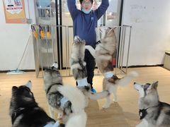 -Husky Go! 哈士奇体验馆·宠物咖啡厅狗咖