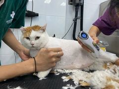 -欧奕国际动物医院