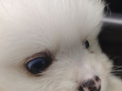 -天宠宠物医院24小时·急重症诊疗中心·全科·腔镜特色(和平分院)