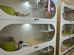 -青奢宠物·青奢猫舍