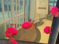 -花舍·新派粤菜·西餐·下午茶(亚运村·鸟巢店)