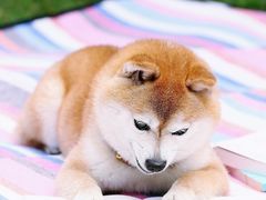 -山崎面包(静安久光店)