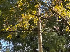 -味多美蛋糕(六里桥店)