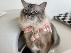 -怪兽屋·羊驼·猫咖·狗咖(俊华广场店)