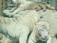 -北京野生动物园