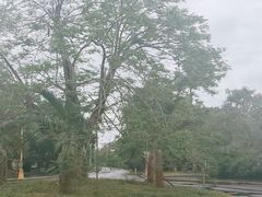 -东寨港红树林旅游区