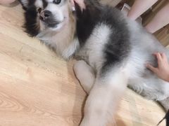 -白兔子密室(长寿路店)