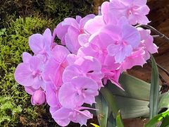 -国家植物园南园