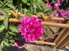 -莲池书院博物馆