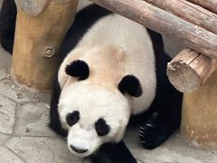 -沈阳森林动物园