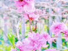 -南汇桃花村