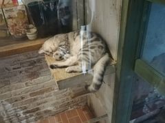 -猫咪博物馆(顶澳仔猫街店)