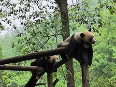 -都江堰中华大熊猫苑